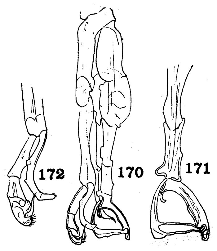 Espèce Macandrewella agassizi - Planche 1 de figures morphologiques