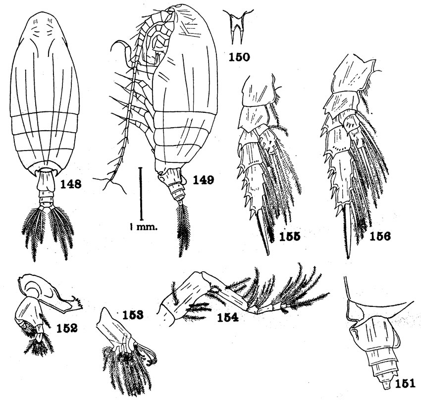 Espèce Macandrewella sewelli - Planche 2 de figures morphologiques