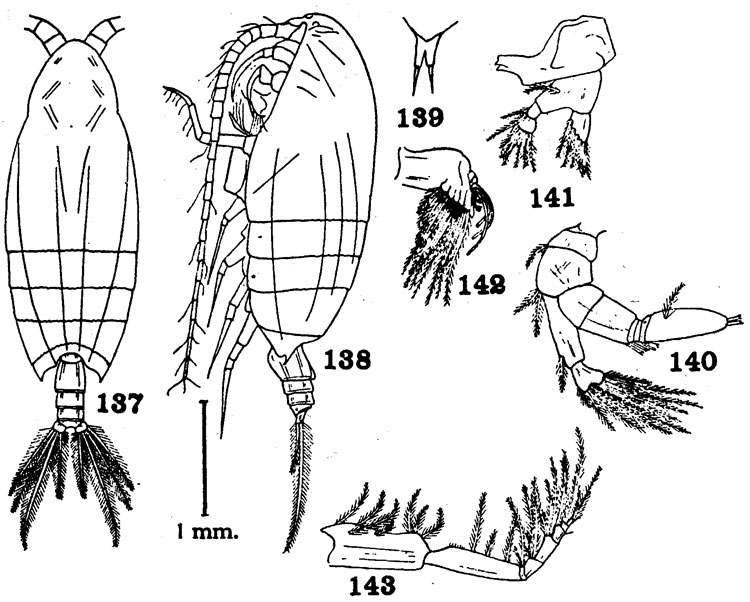 Species Macandrewella chelipes - Plate 6 of morphological figures