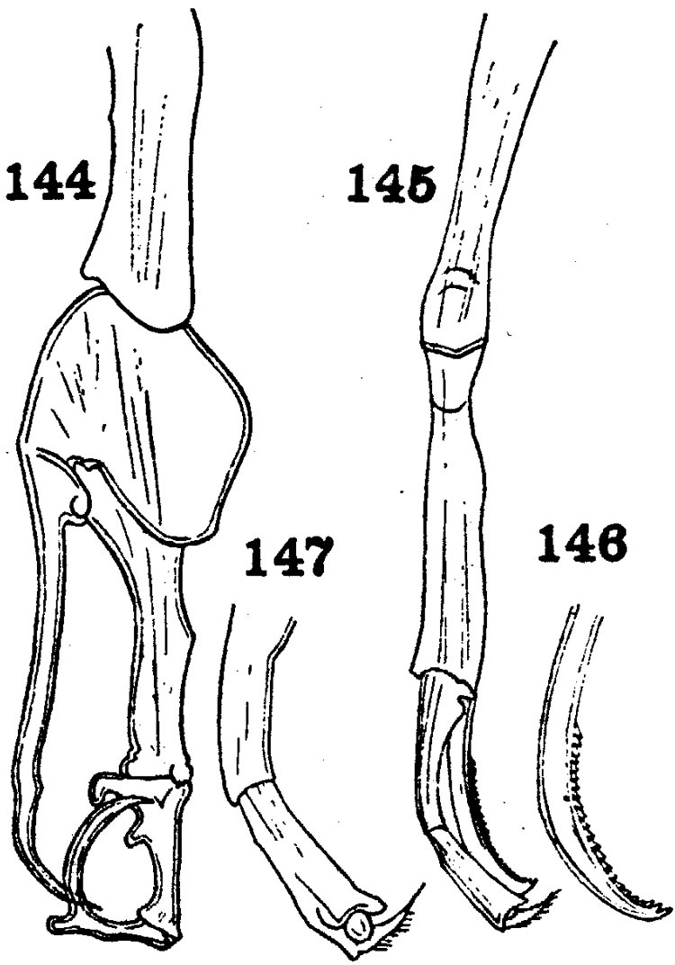 Espce Macandrewella chelipes - Planche 7 de figures morphologiques