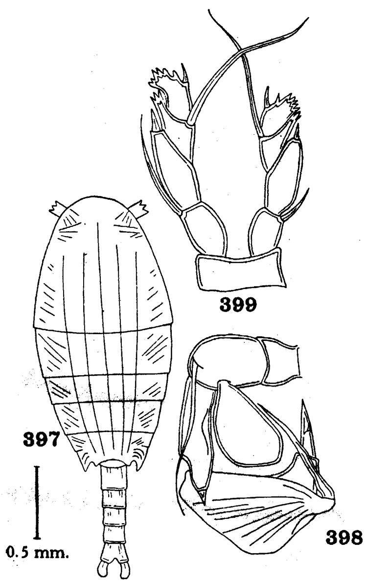 Espce Nullosetigera giesbrechti - Planche 2 de figures morphologiques