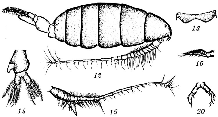 Espèce Labidocera glauca - Planche 1 de figures morphologiques