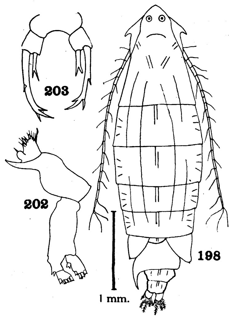 Species Pontella pulvinata - Plate 1 of morphological figures
