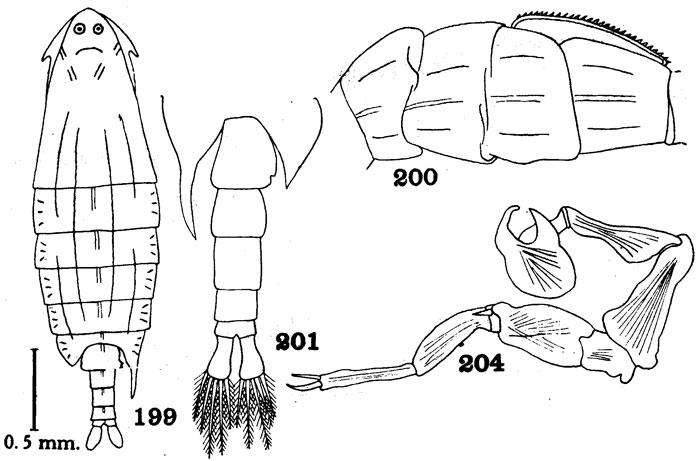 Species Pontella pulvinata - Plate 4 of morphological figures