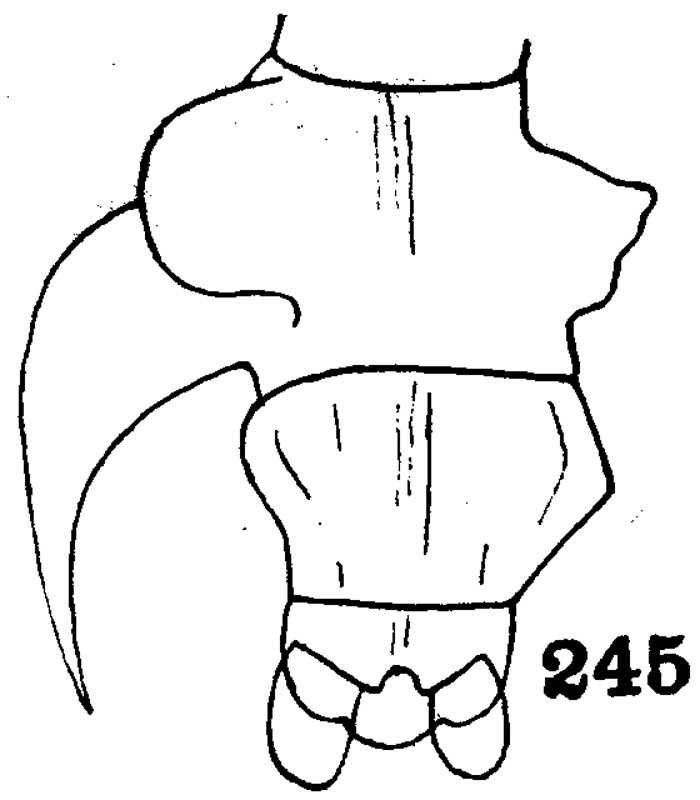 Espce Pontella pulvinata - Planche 3 de figures morphologiques