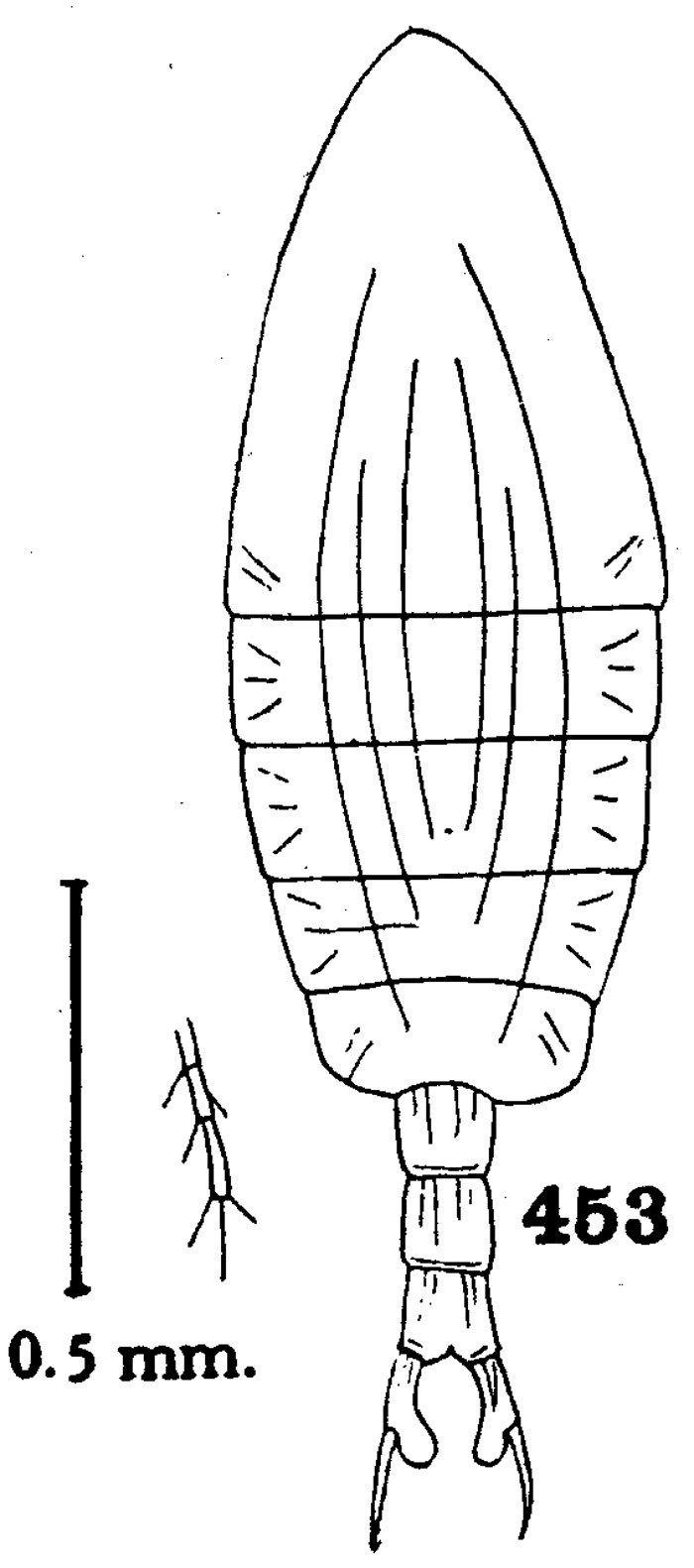 Species Pontellopsis bitumida - Plate 1 of morphological figures