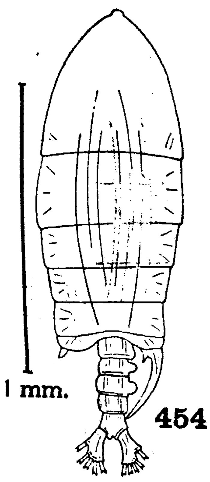 Espce Pontellopsis bitumida - Planche 3 de figures morphologiques