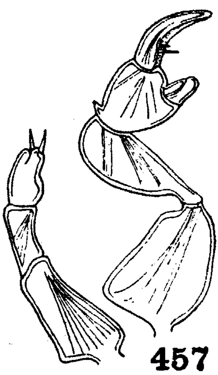 Species Pontellopsis bitumida - Plate 5 of morphological figures