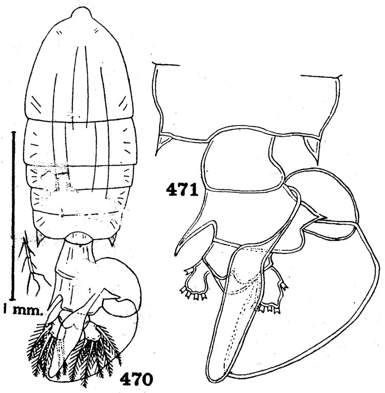 Species Pontellopsis laminata - Plate 1 of morphological figures