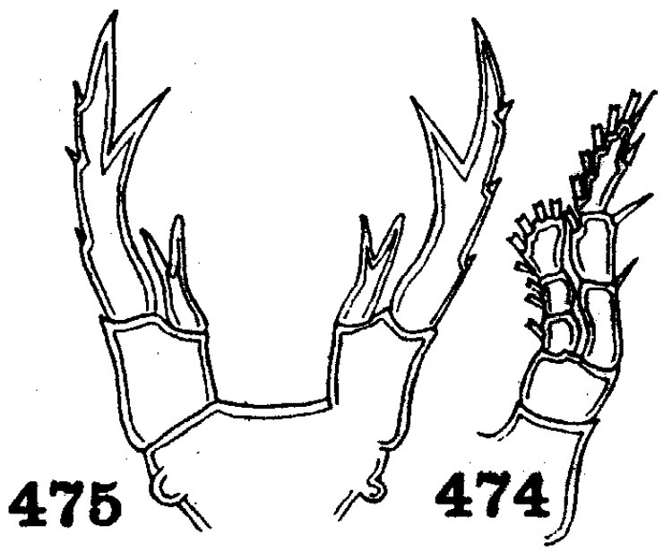 Species Pontellopsis laminata - Plate 3 of morphological figures