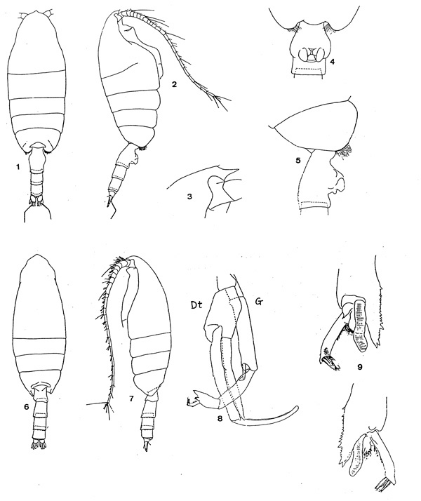 Espce Paraeuchaeta rasa - Planche 1 de figures morphologiques