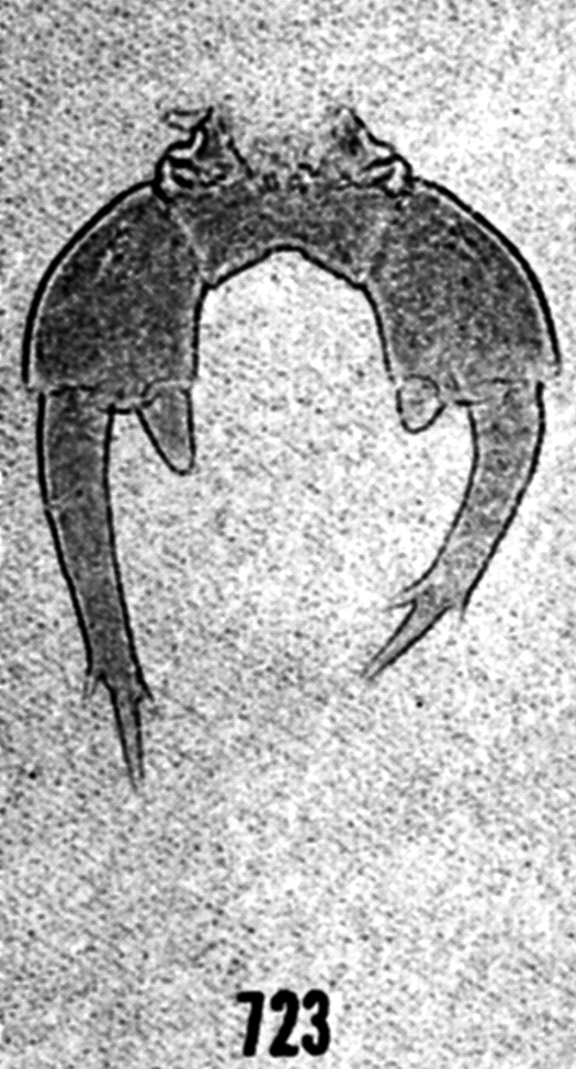 Espce Labidocera nerii - Planche 6 de figures morphologiques