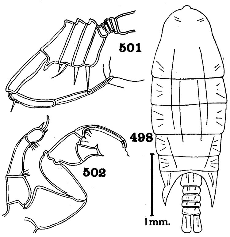 Espce Pontellopsis sinuata - Planche 2 de figures morphologiques