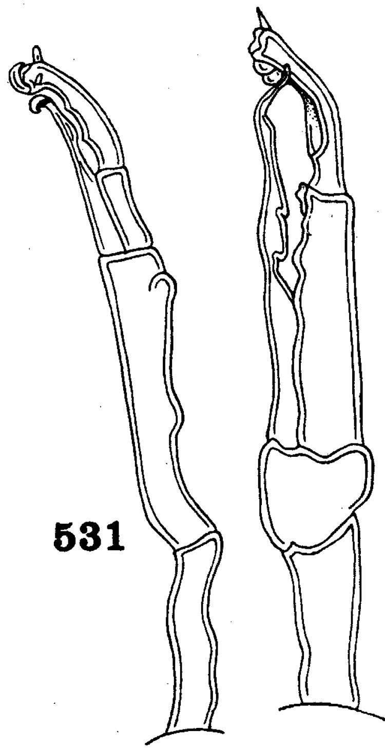 Espèce Scolecocalanus spinifer - Planche 3 de figures morphologiques