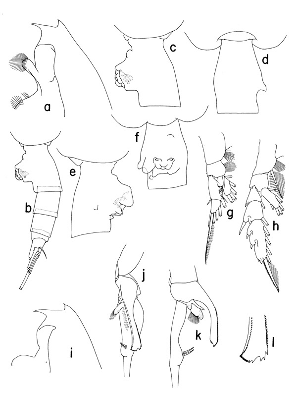Espce Euchaeta paraconcinna - Planche 1 de figures morphologiques