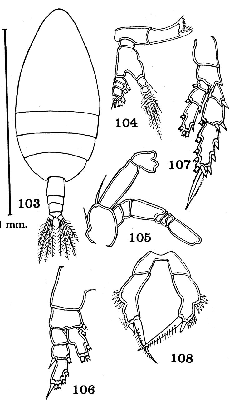 Species Scolecithricella spinacantha - Plate 1 of morphological figures