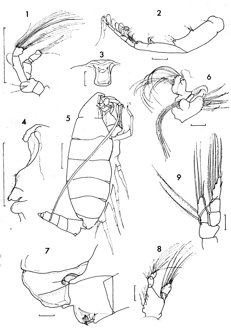 Espce Temorites kanaevae - Planche 1 de figures morphologiques