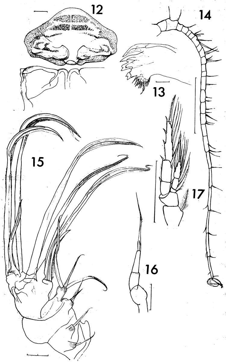 Species Temorites kanaevae - Plate 2 of morphological figures