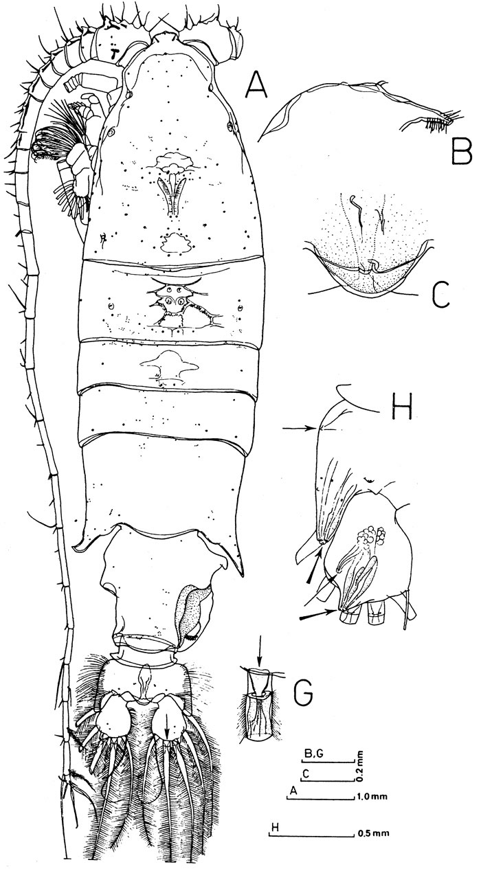 Espce Gaussia asymmetrica - Planche 1 de figures morphologiques
