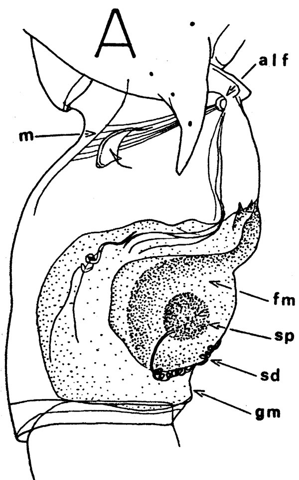 Species Gaussia asymmetrica - Plate 2 of morphological figures