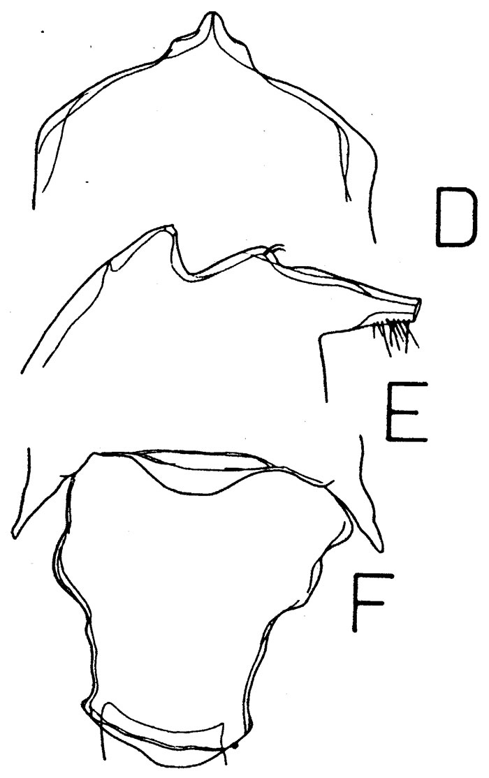 Species Gaussia princeps - Plate 8 of morphological figures