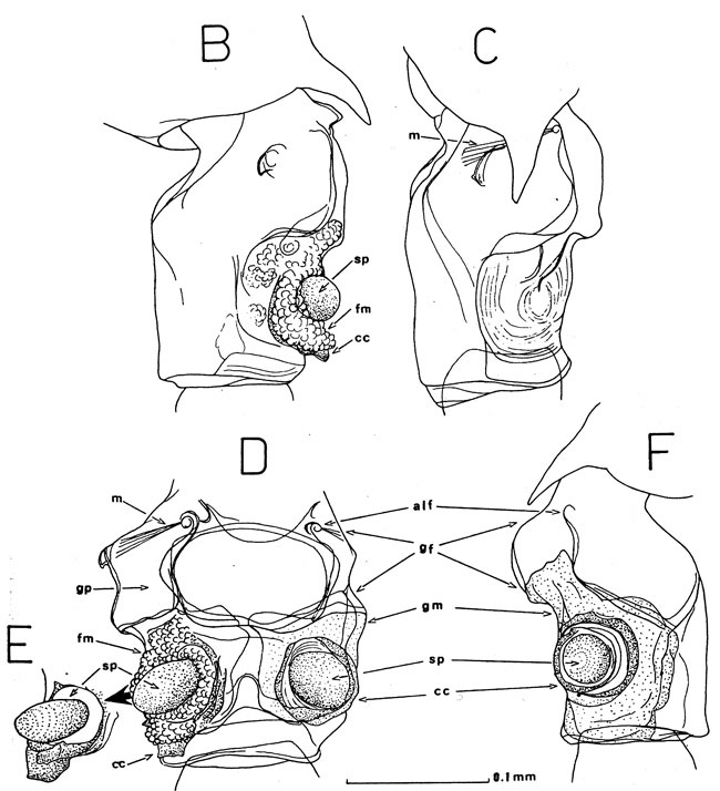 Espce Gaussia princeps - Planche 9 de figures morphologiques