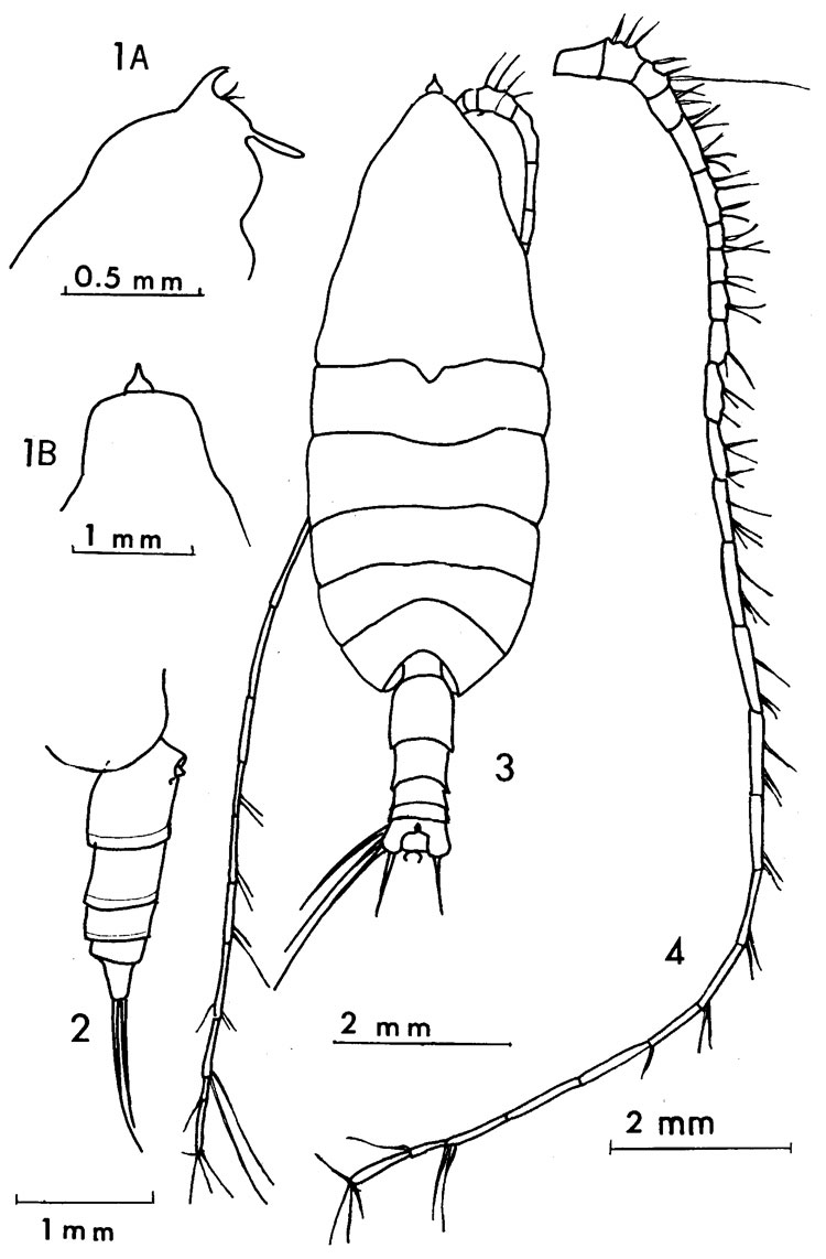 Species Bathycalanus unicornis - Plate 1 of morphological figures