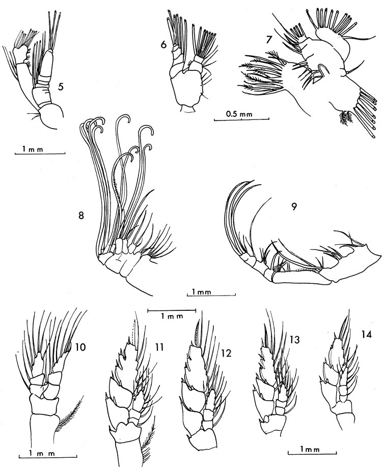 Espce Bathycalanus unicornis - Planche 2 de figures morphologiques
