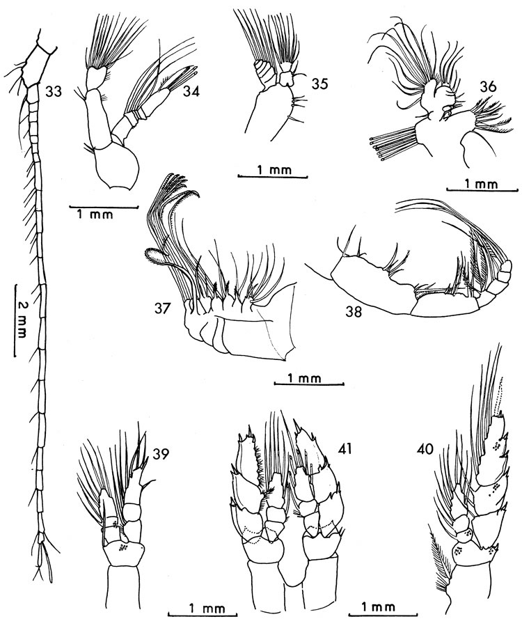Espce Elenacalanus eltaninae - Planche 5 de figures morphologiques