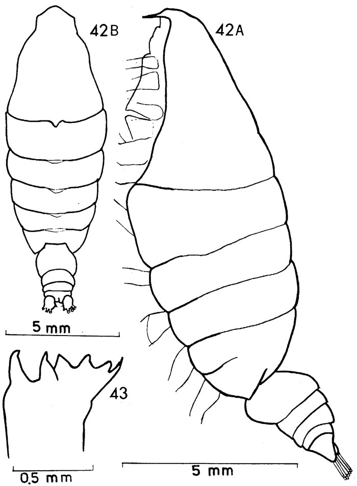 Species Elenacalanus inflatus - Plate 1 of morphological figures