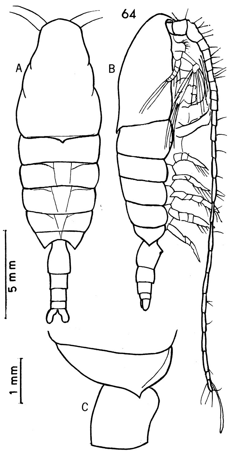 Species Bradycalanus enormis - Plate 7 of morphological figures