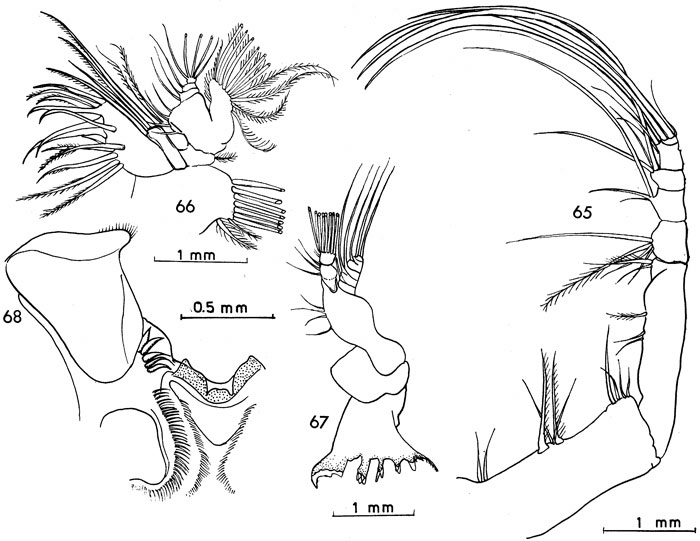 Species Bradycalanus enormis - Plate 8 of morphological figures