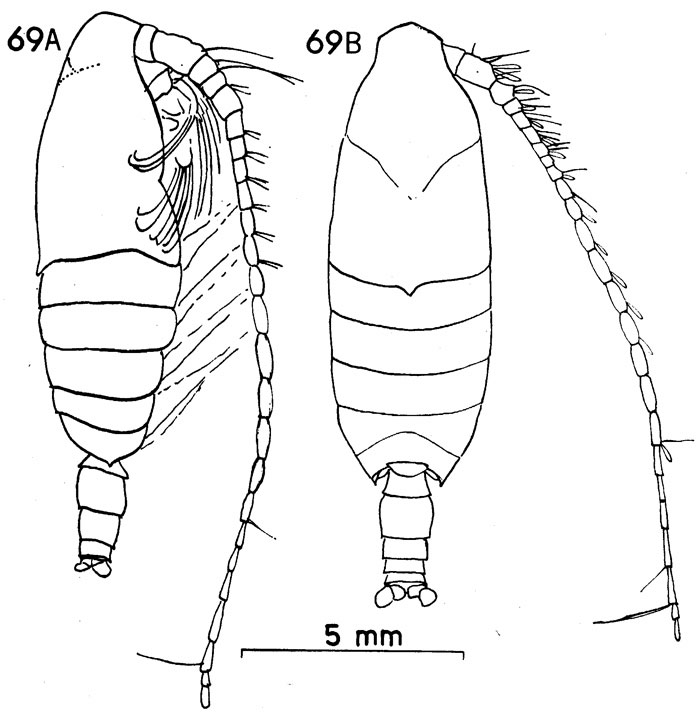 Species Bradycalanus enormis - Plate 9 of morphological figures