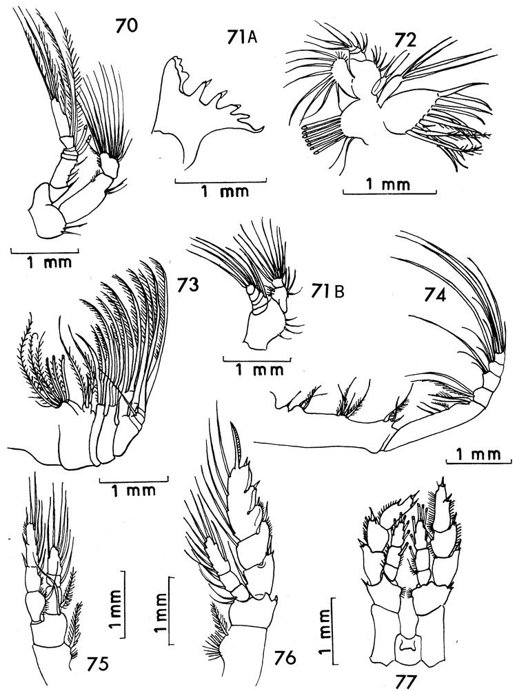 Espce Bradycalanus enormis - Planche 10 de figures morphologiques