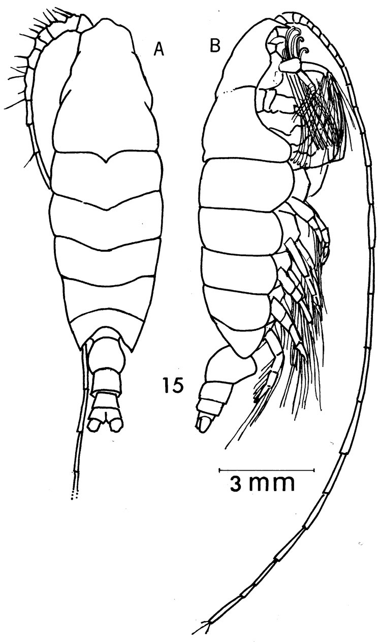 Espce Elenacalanus eltaninae - Planche 1 de figures morphologiques