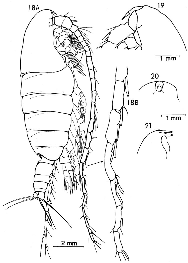 Species Elenacalanus eltaninae - Plate 4 of morphological figures