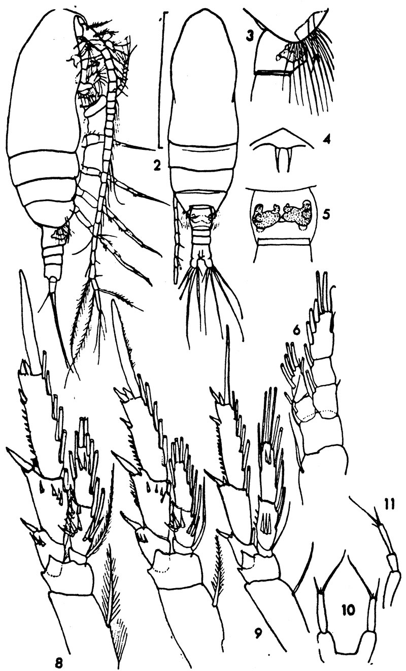Espce Paracalanus campaneri - Planche 1 de figures morphologiques