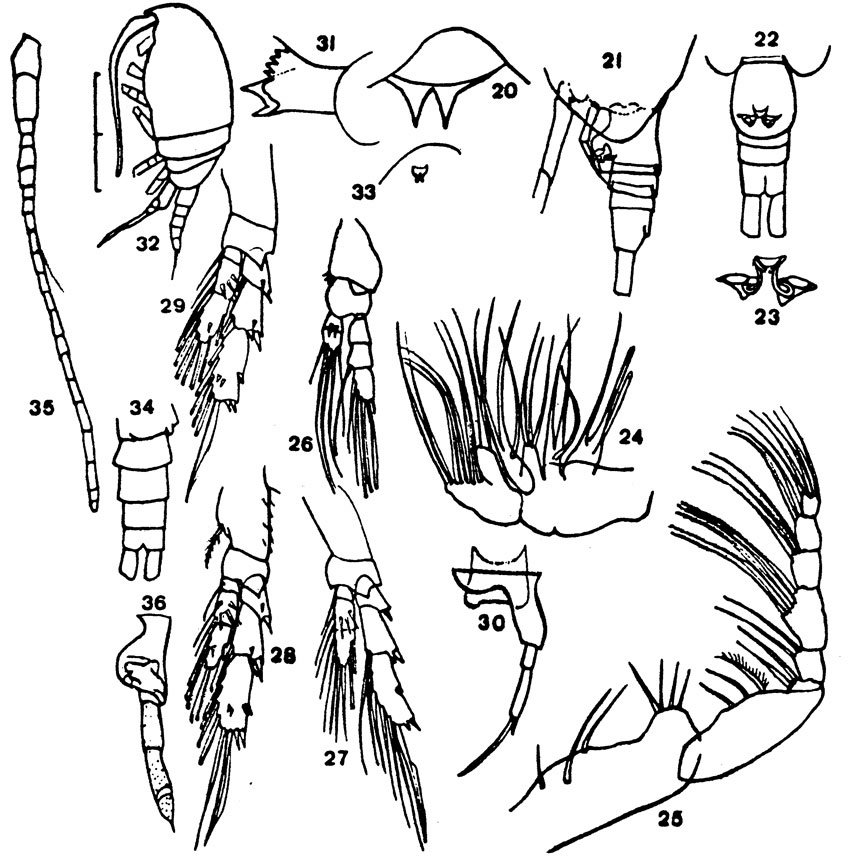 Species Delibus sewelli - Plate 2 of morphological figures