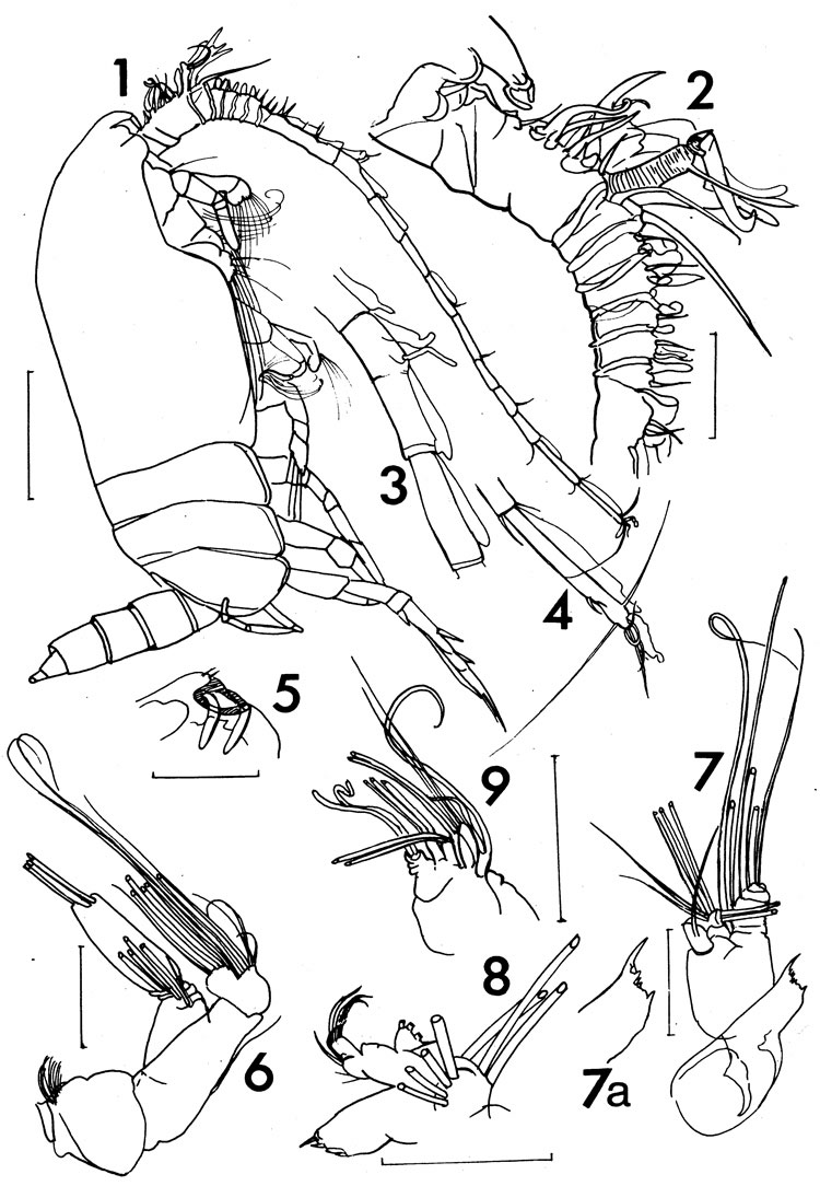 Espèce Pseudoamallothrix soaresmoreirai - Planche 1 de figures morphologiques