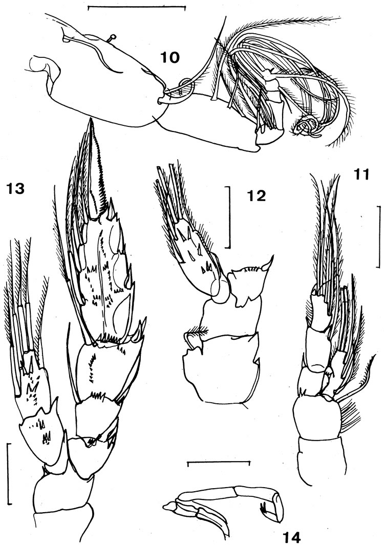 Espèce Pseudoamallothrix soaresmoreirai - Planche 2 de figures morphologiques