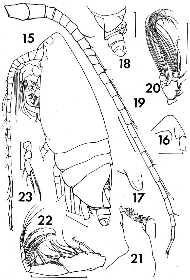 Espèce Landrumius gigas - Planche 4 de figures morphologiques