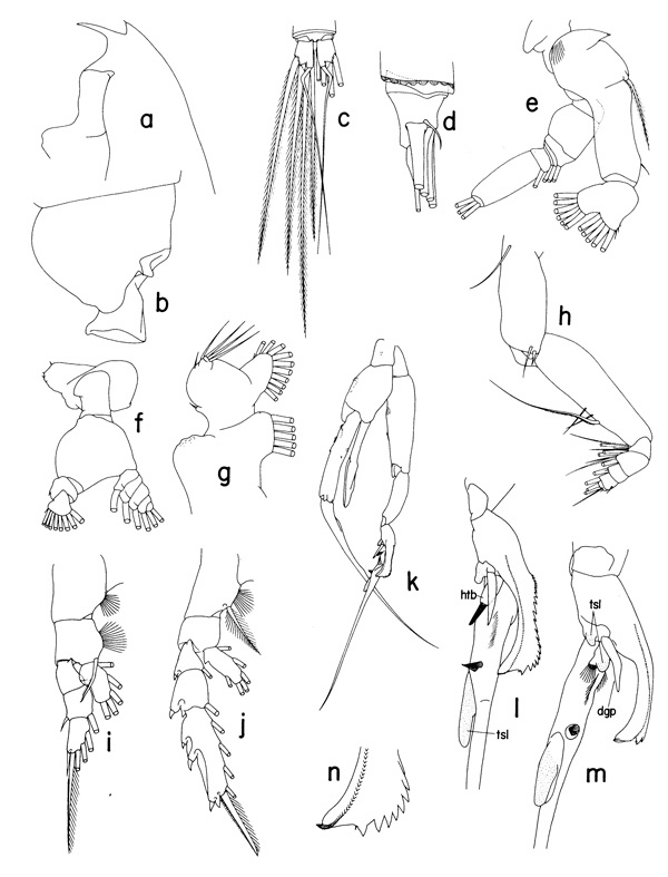 Espèce Euchaeta marina - Planche 5 de figures morphologiques