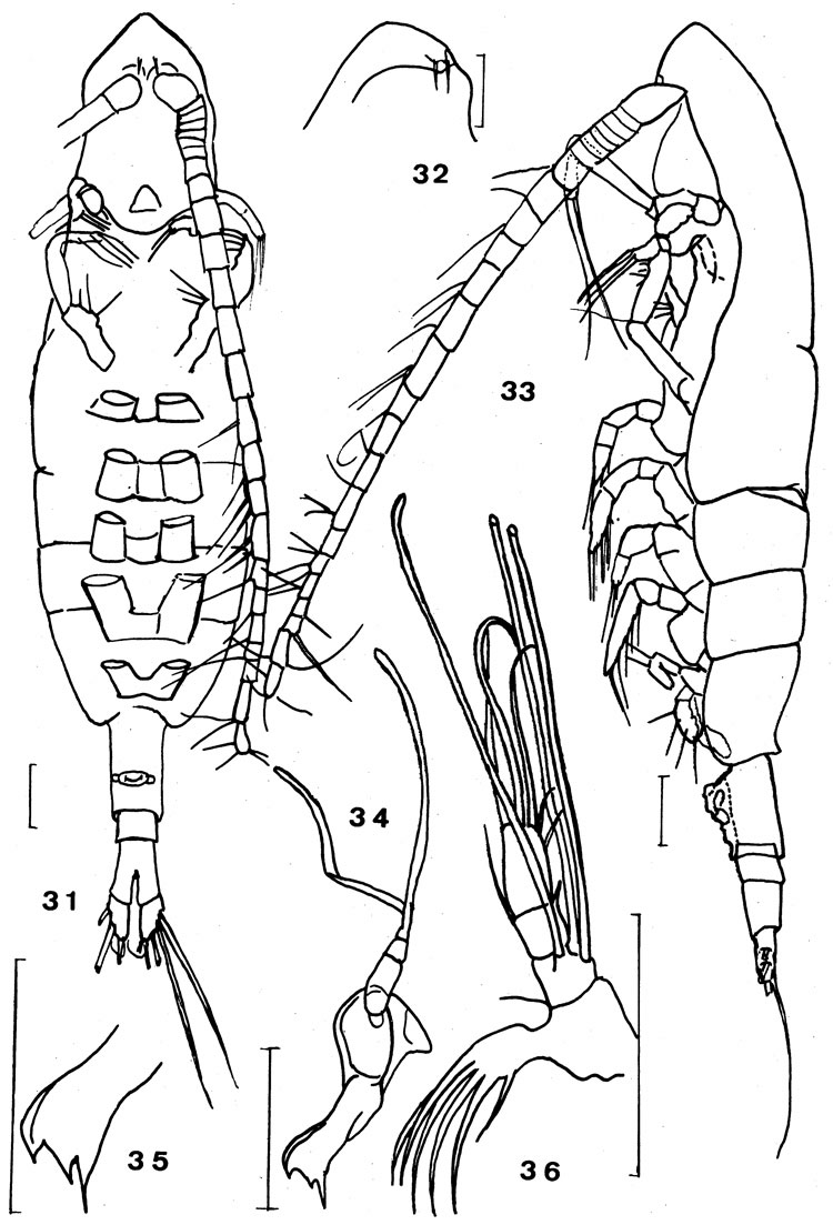 Espce Euaugaptilus fagettiae - Planche 1 de figures morphologiques
