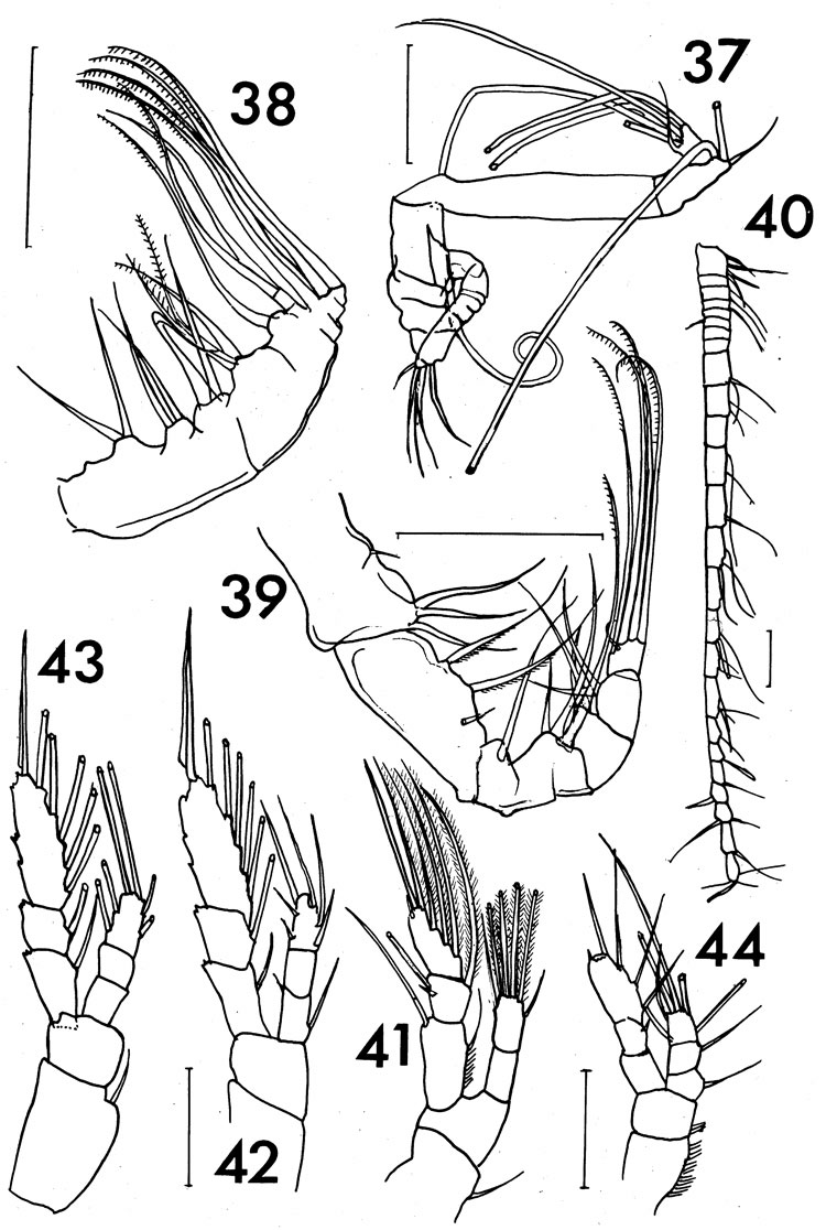Espce Euaugaptilus fagettiae - Planche 2 de figures morphologiques