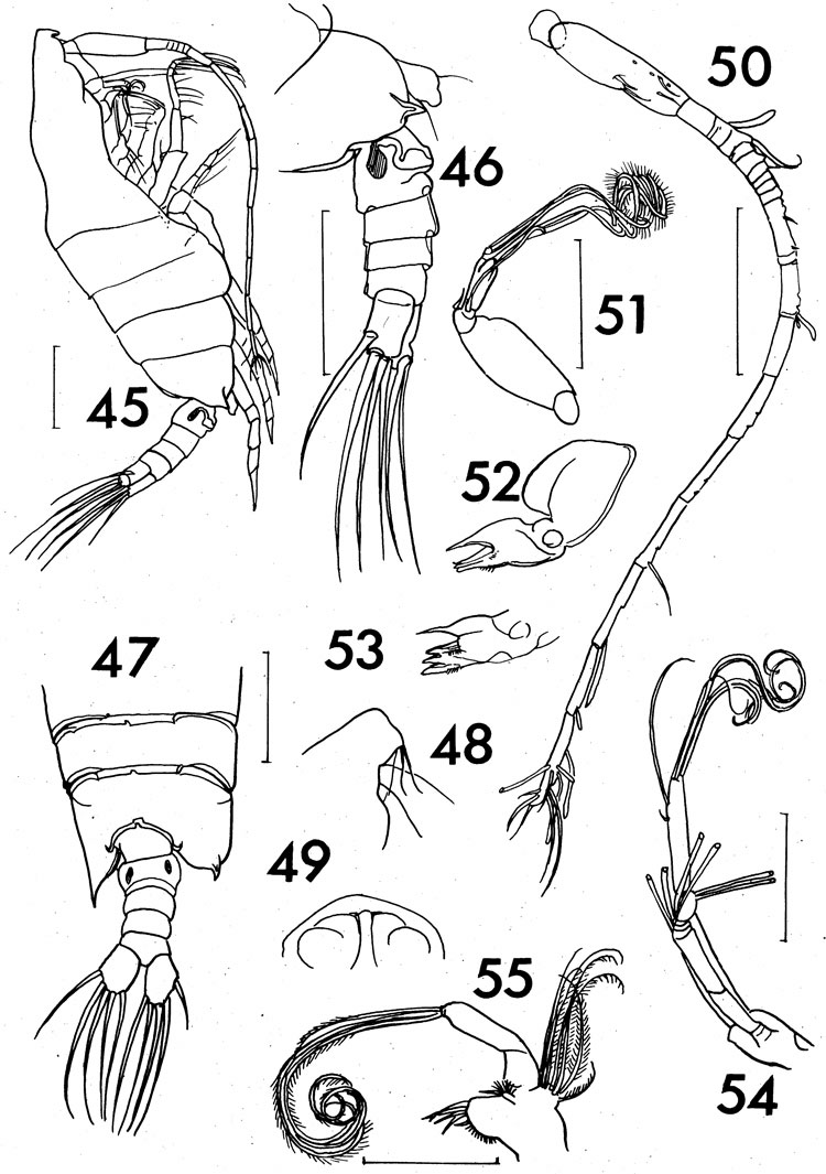 Species Arietellus mohri - Plate 5 of morphological figures