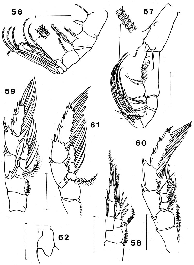 Species Arietellus mohri - Plate 6 of morphological figures