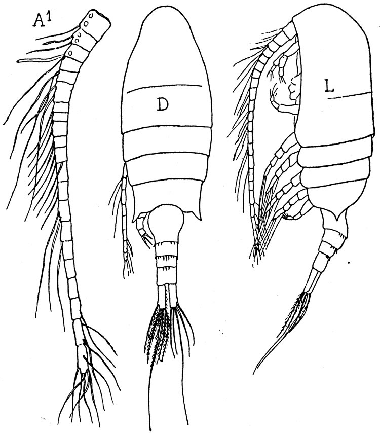 Species Pseudodiaptomus bulbiferus - Plate 1 of morphological figures