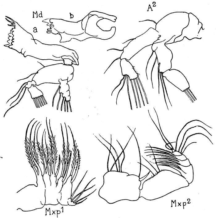 Species Pseudodiaptomus bulbiferus - Plate 2 of morphological figures