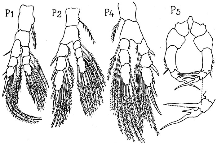 Species Pseudodiaptomus bulbiferus - Plate 3 of morphological figures