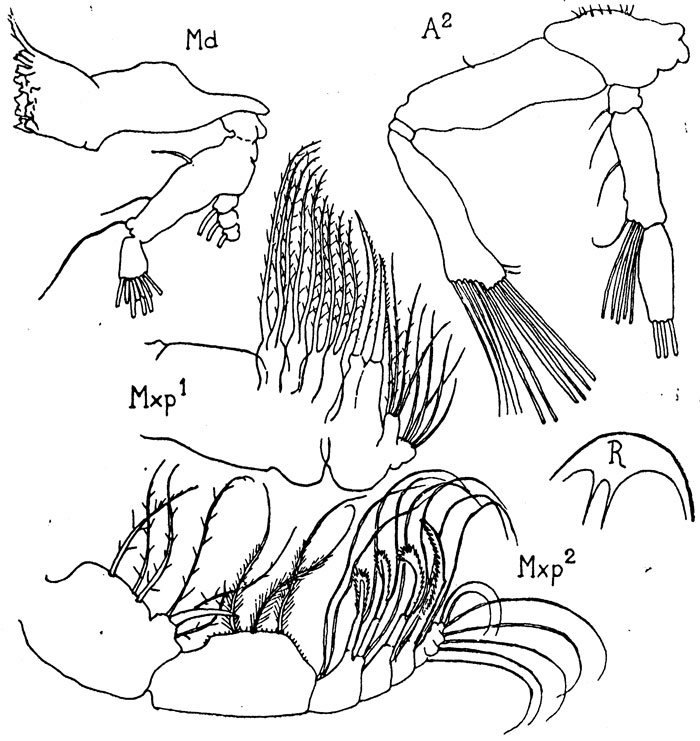 Species Pseudodiaptomus ornatus - Plate 2 of morphological figures
